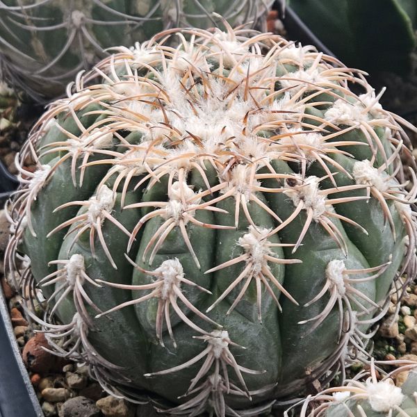 Gymnocalycium spegazzinii var. punillense JN105
